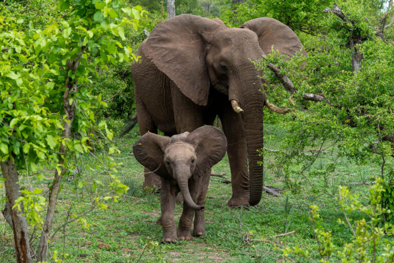 An adult elephant and its baby stand amidst green foliage. The calf is in front, facing the camera, while the adult guards behind.